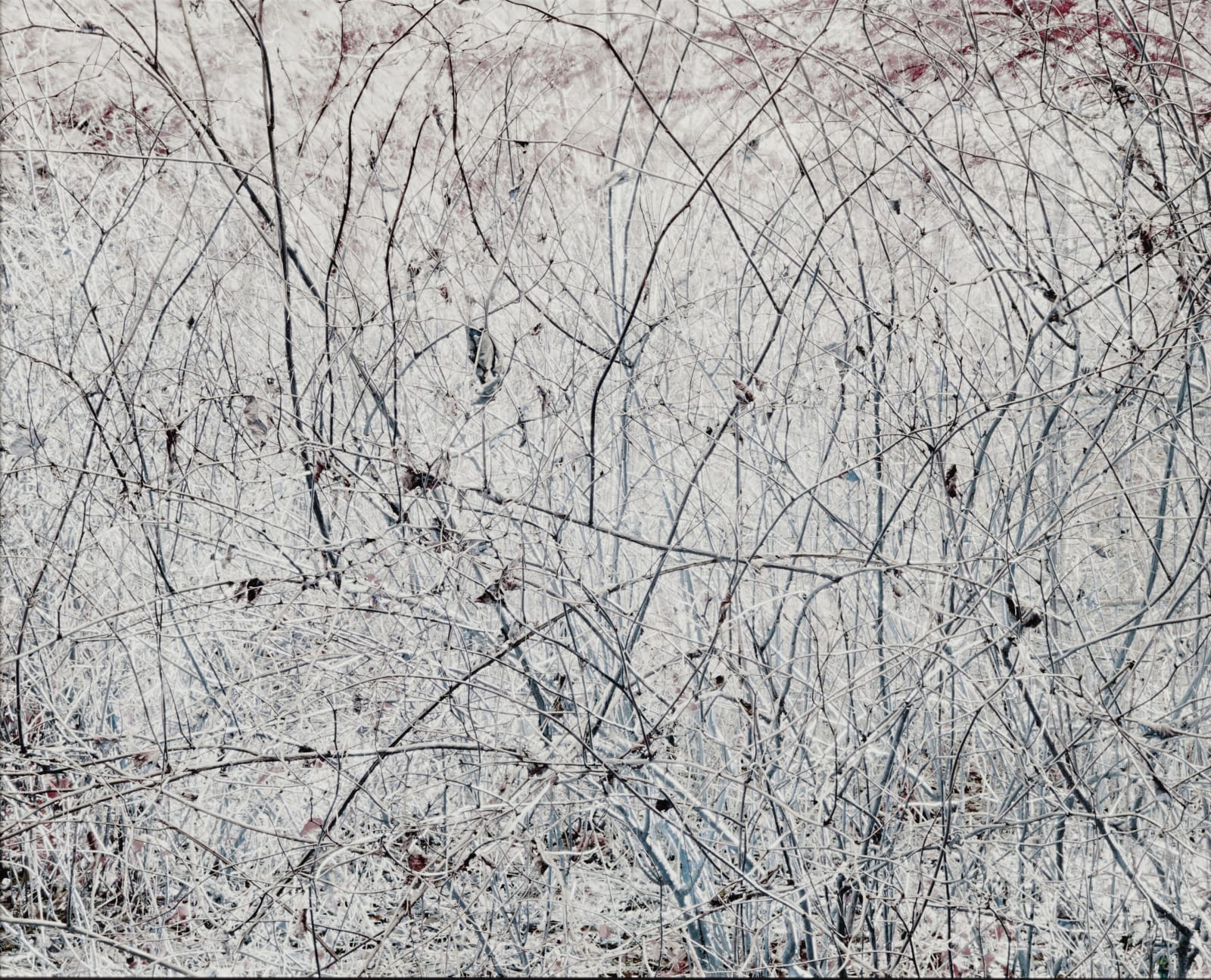 Michael Wesik, Salmonberry Thicket, Composition No. 7, 2022