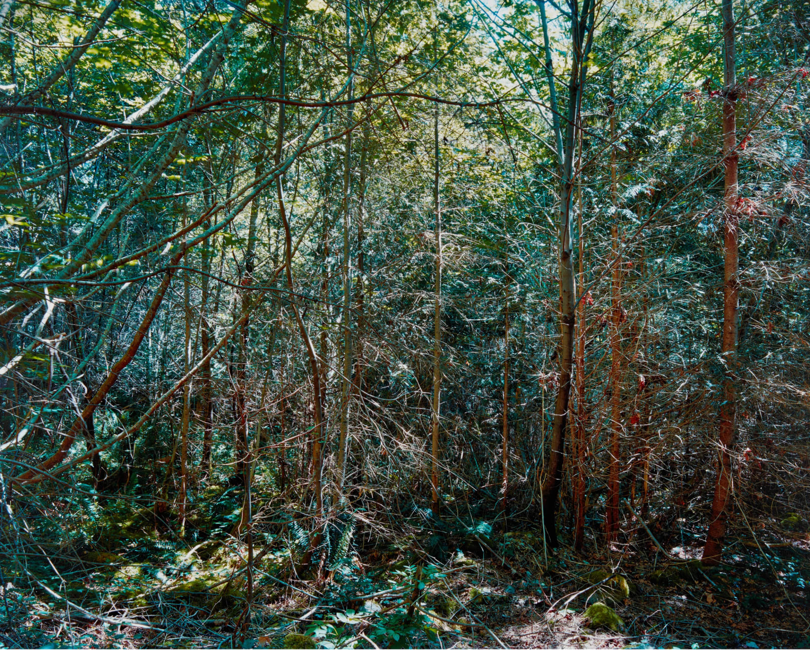 Michael Wesik, Forest Thicket, Composition No. 9, 2023