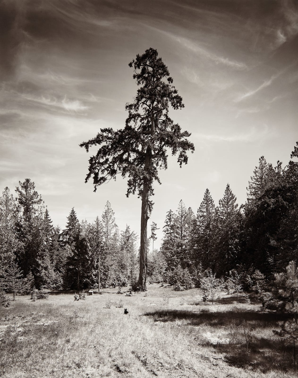 Michael Wesik, Uku Tree, Composition No. 1, 2023