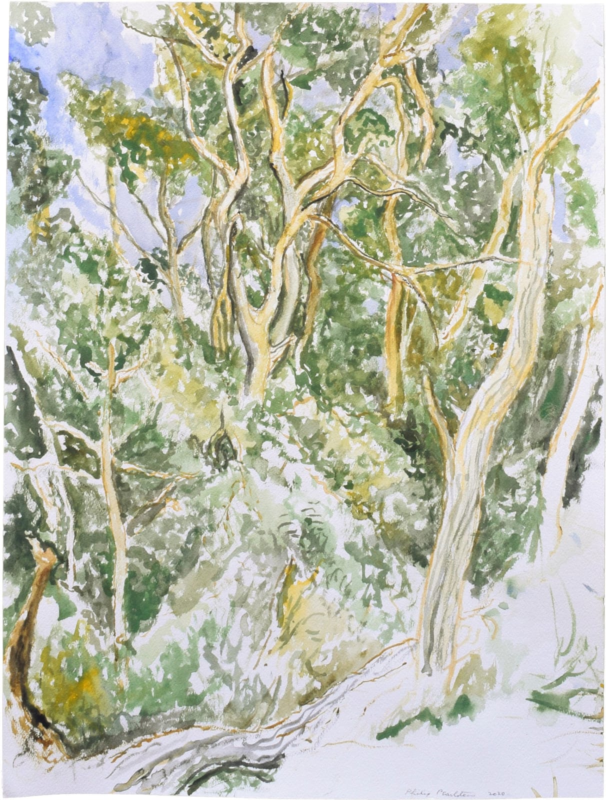 Philip Pearlstein, Cape Cod Hillside Forest, 2020