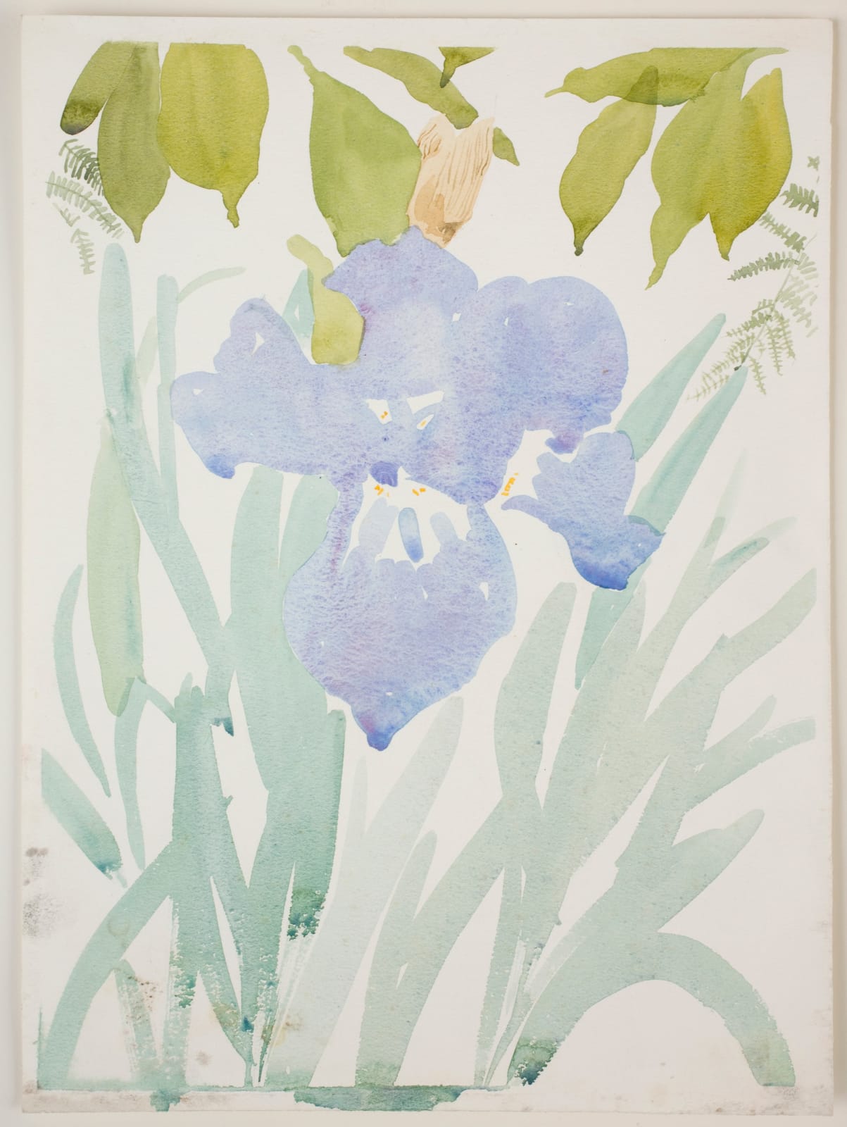 Jean Cooke, Iris, 1981, c.