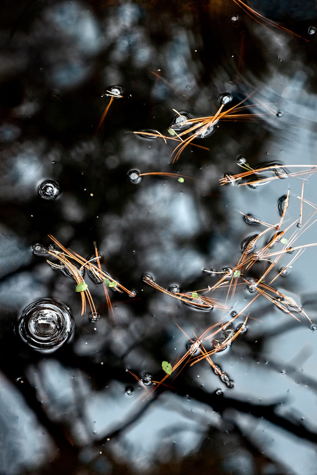 Janet Russek, Raindrops, 2022