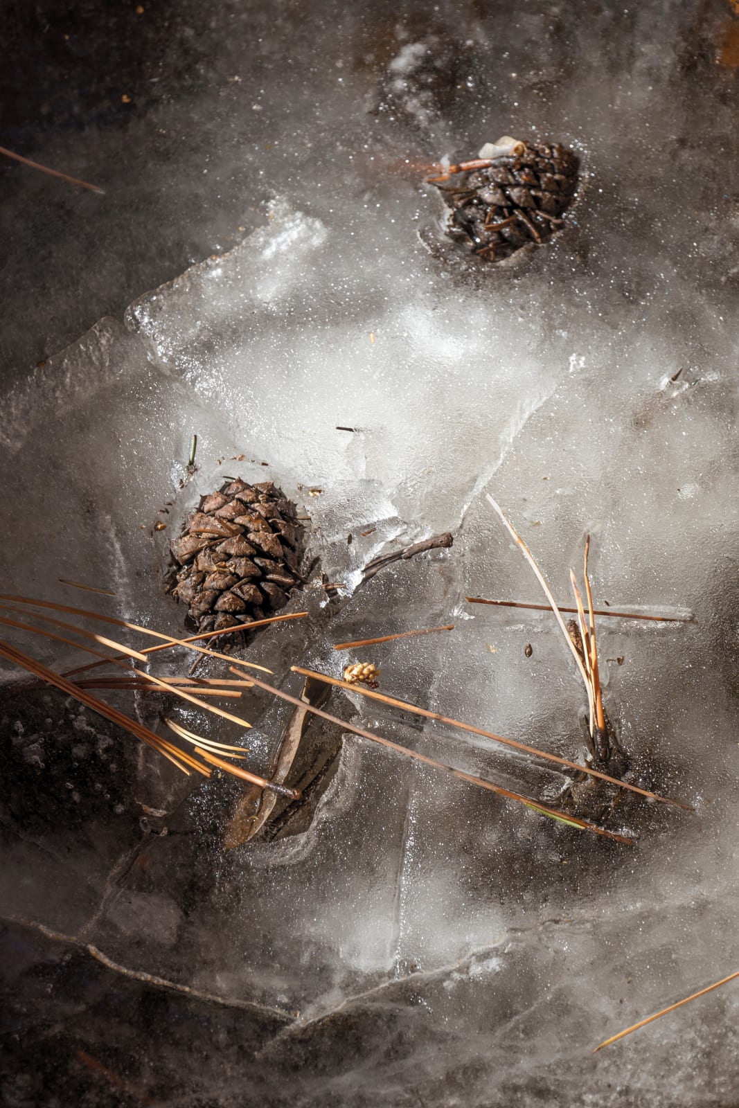 Janet Russek, Frozen Pine Cones, 2020