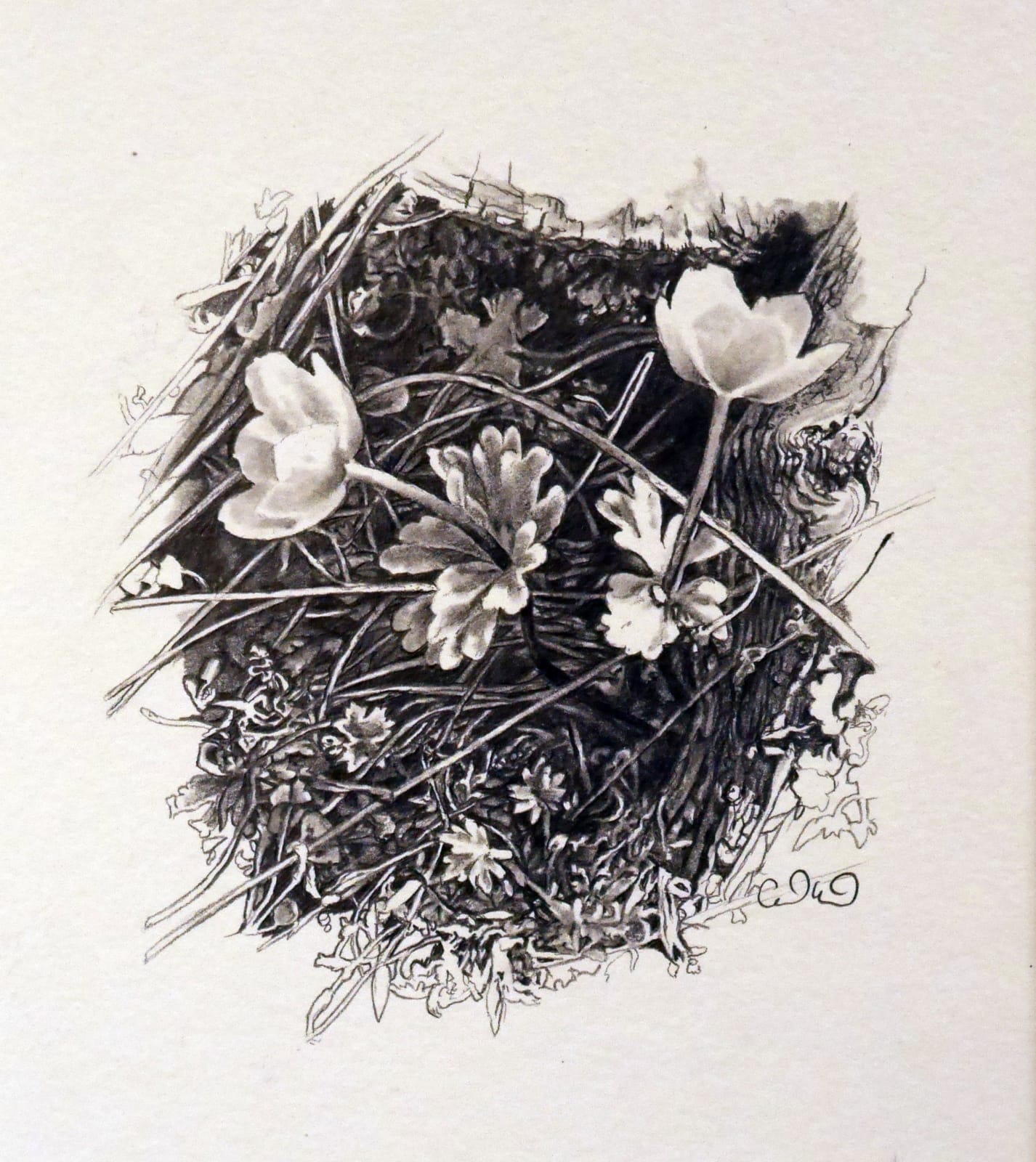 Cedra Wood, Anemones, 2017