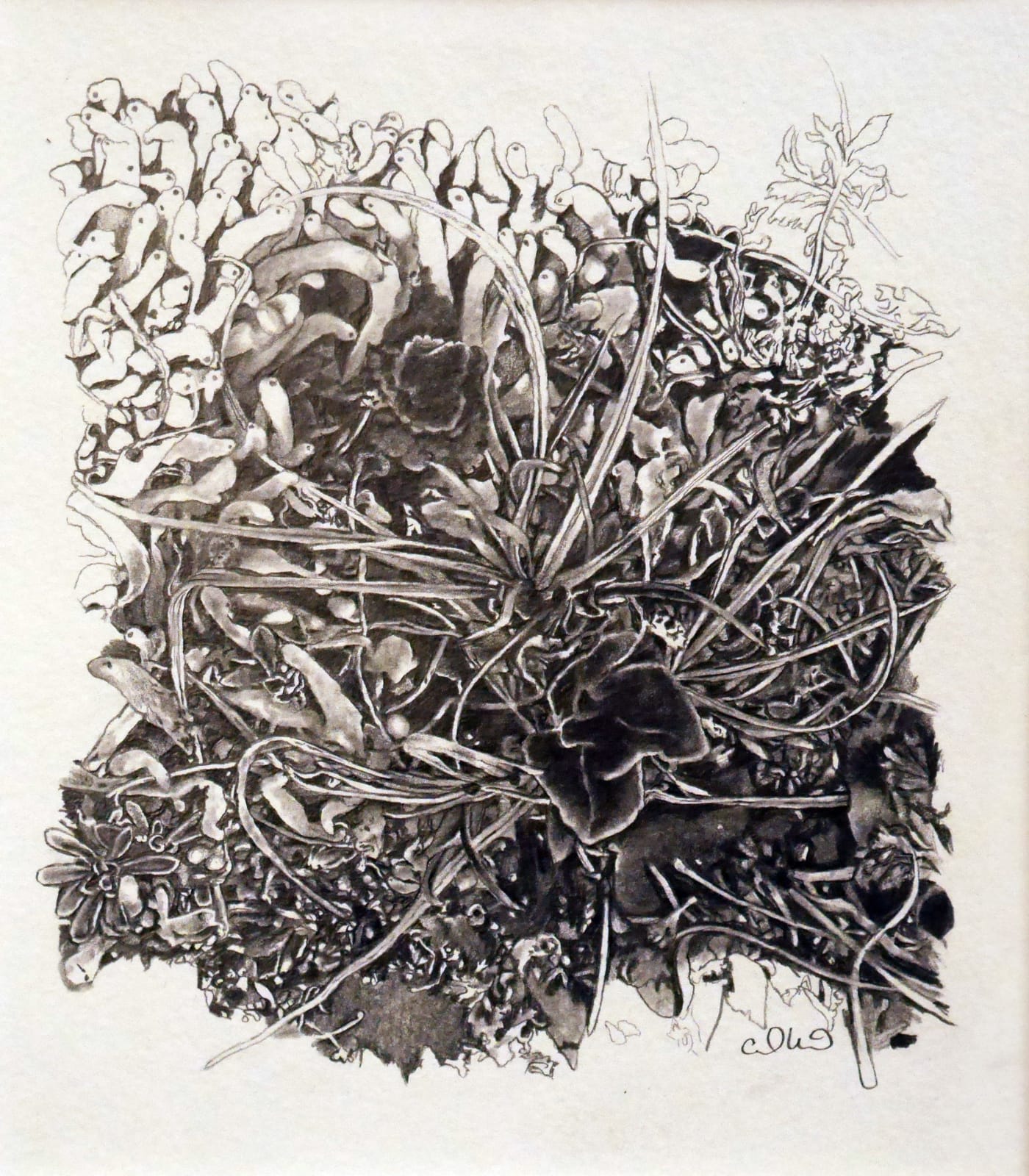 Cedra Wood, Fairy Fingers, Grasses, 2017