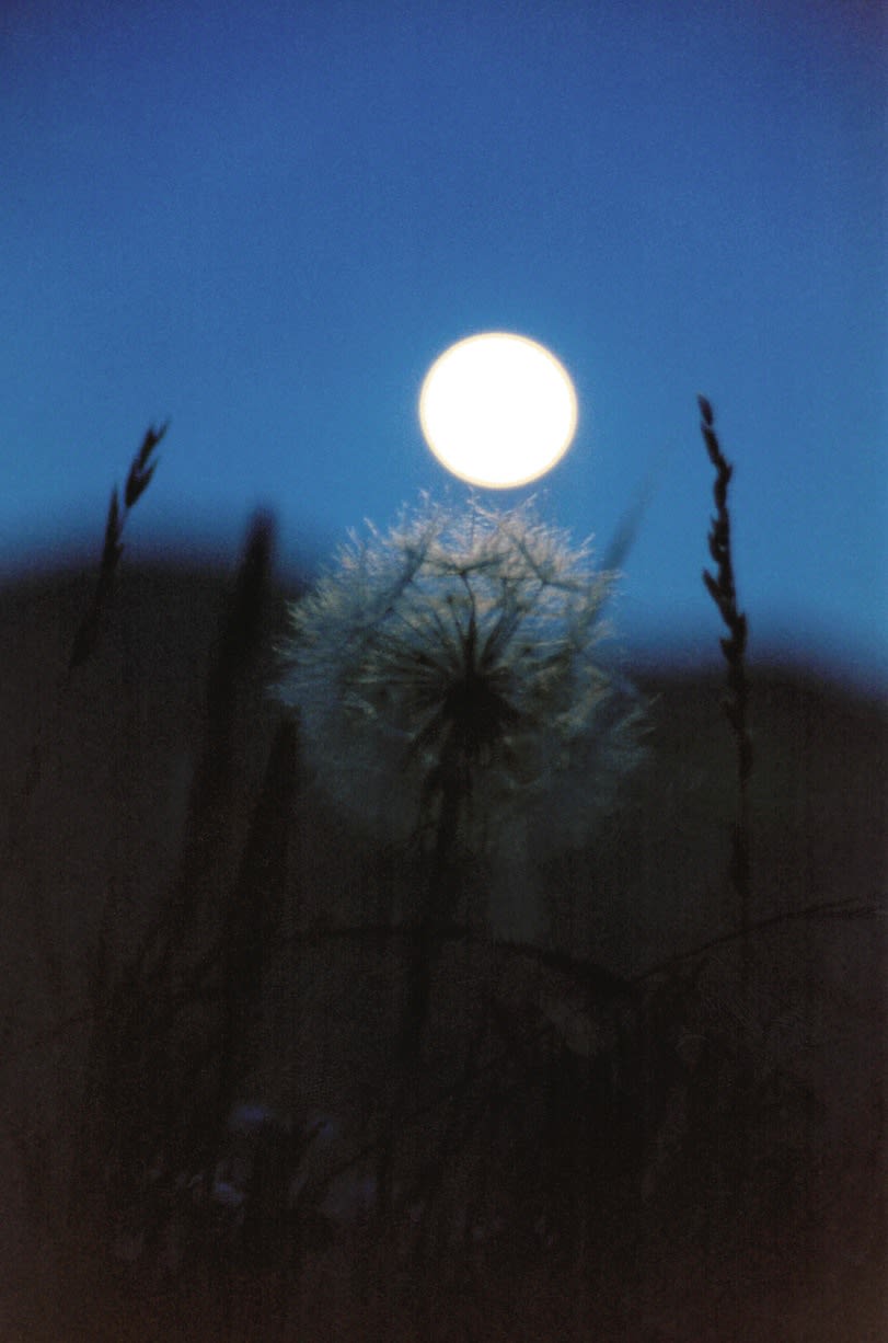Rachel Rose, The Open Land by Moonlight (1993), 2022