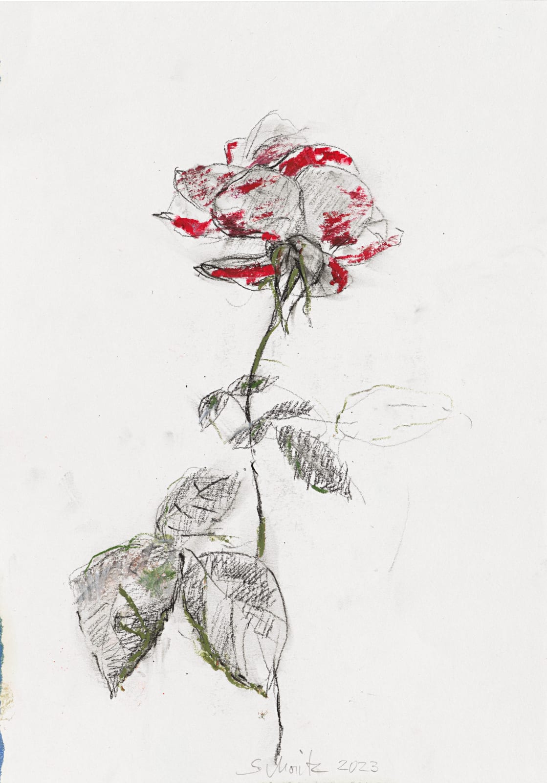 Sabine Moritz, Rose 52, 2023