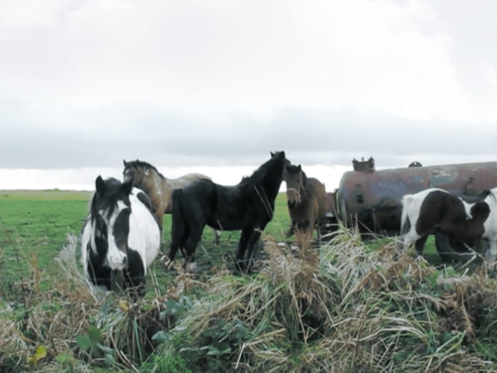 ALİ EMİR TAPAN, Invısıble Lover, 2014