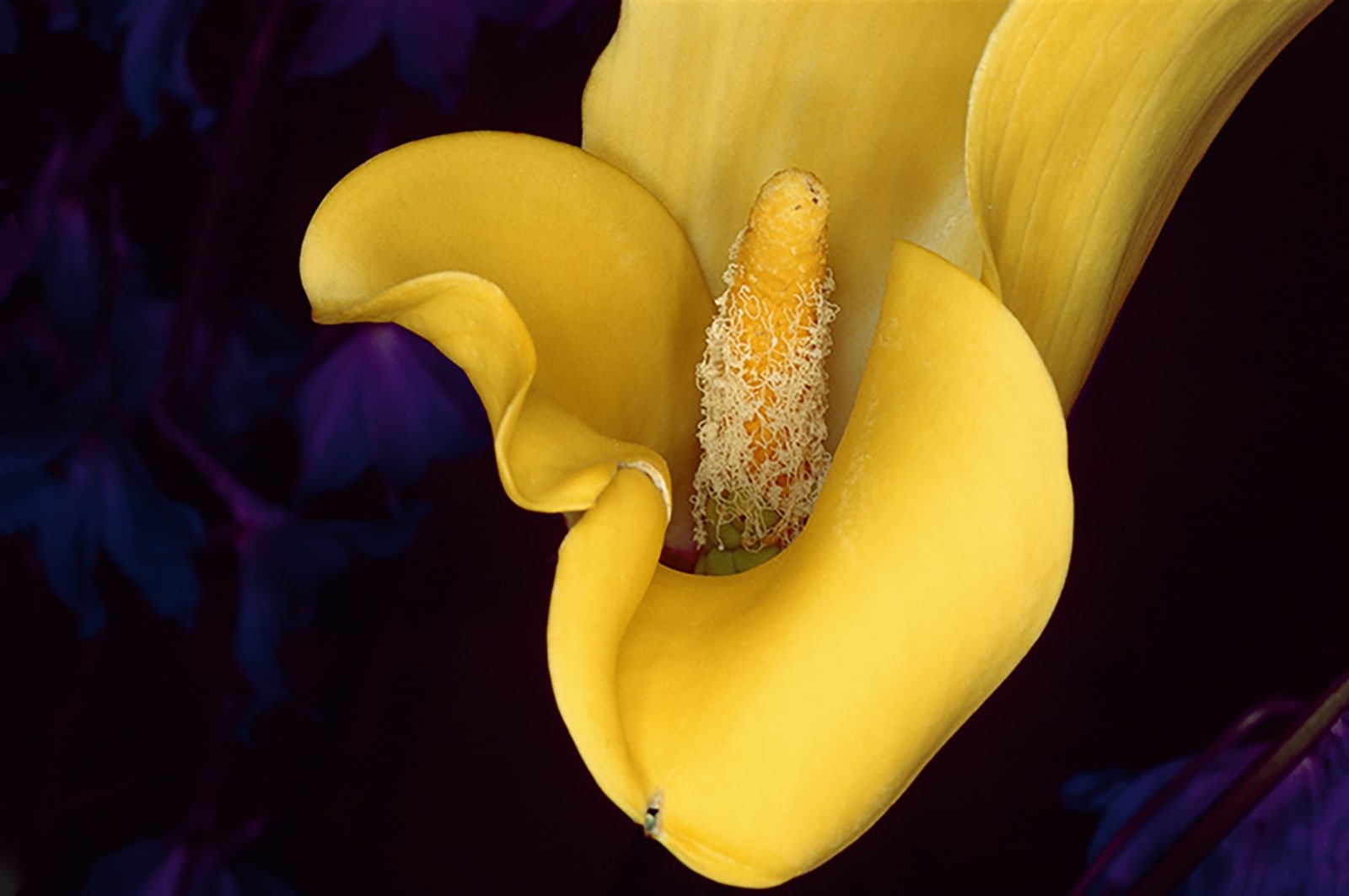 NOBUYOSHI ARAKI, FLOWER ROND 11