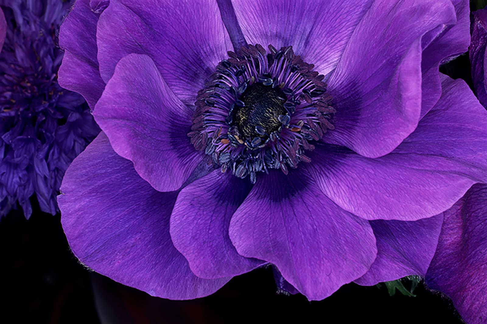 NOBUYOSHI ARAKI, FLOWER ROND 02