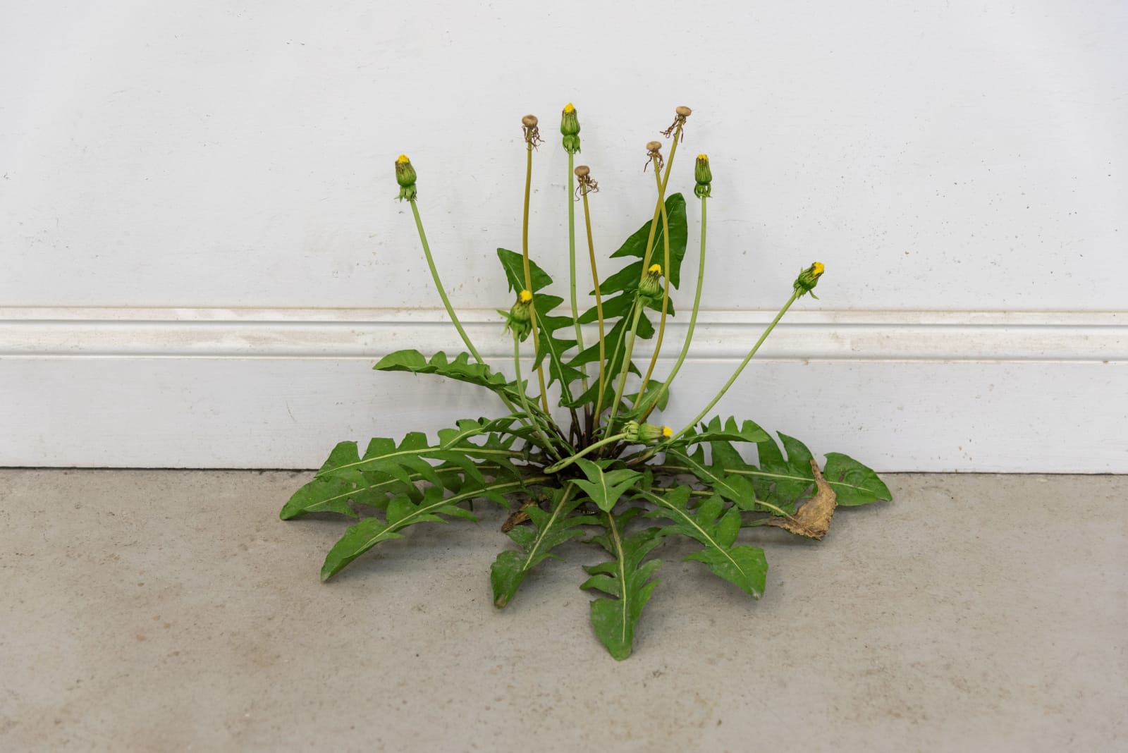 TONY MATELLI, Weed #440, 2018