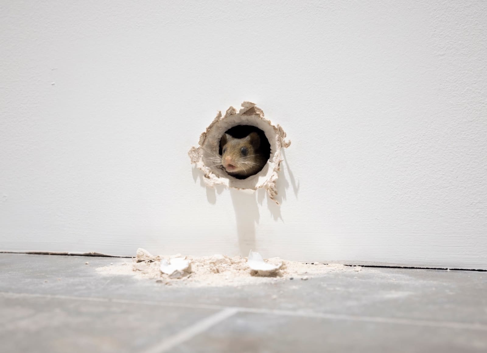 RYAN GANDER, 2000 year collaboration (The Prophet), 2018