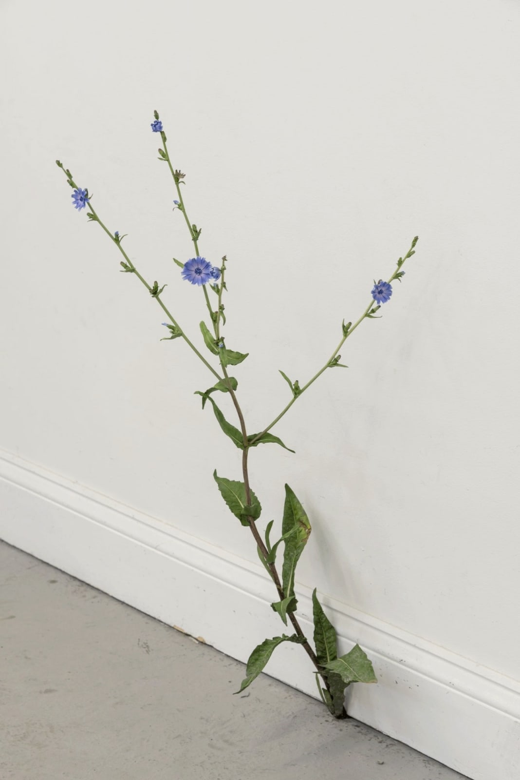 TONY MATELLI, Weed #532, 2019