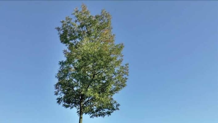 DEFNE TESAL, Usta Yapmadan Yapar / The Master Acts without Doing Anything , 2019