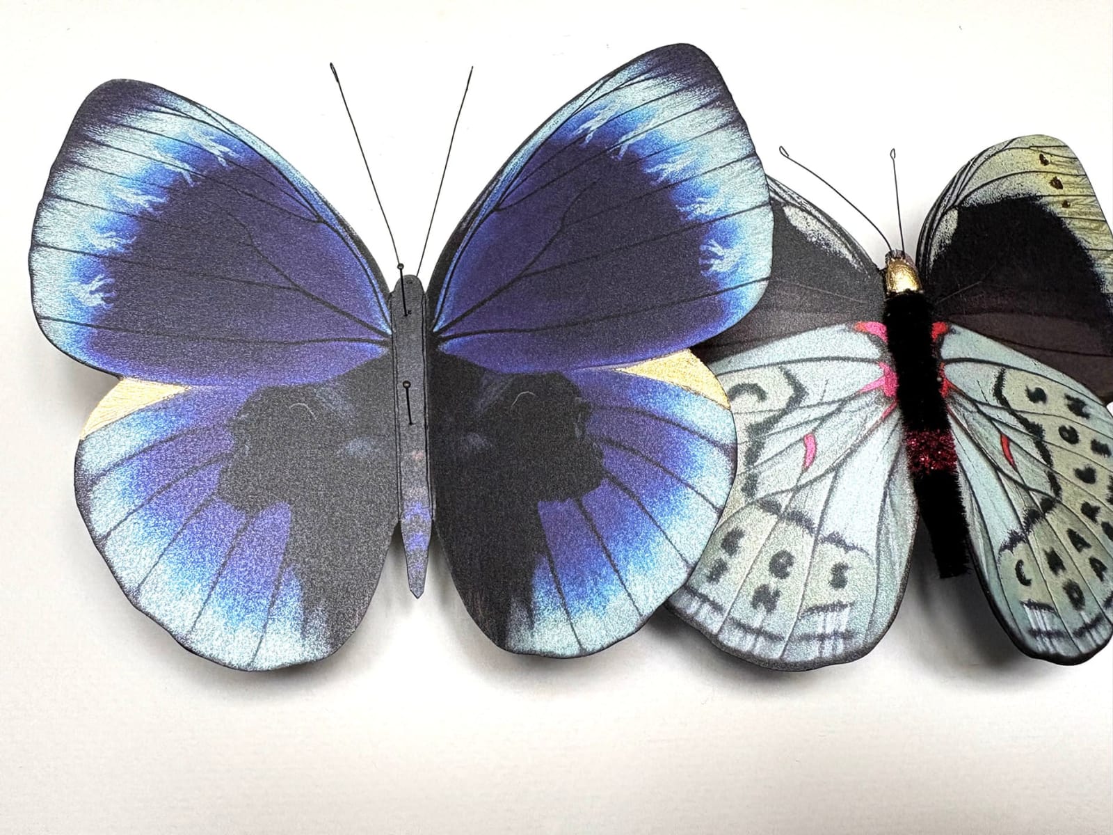 Daniel Byrne, Darwin Leprieur's Glory (Asterope leprieuri), 2025