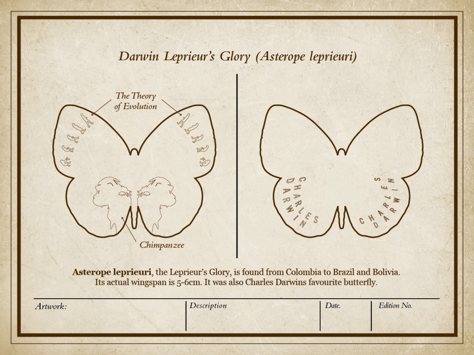 Daniel Byrne, Darwin Leprieur's Glory (Asterope leprieuri), 2025