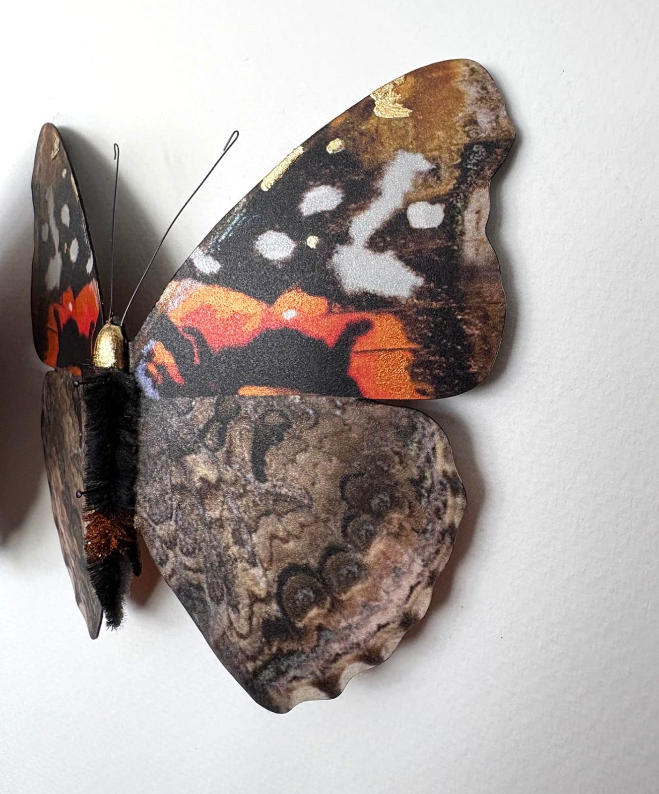 Daniel Byrne, Darwin's Galápogos (Vanessa Atalanta), 2025