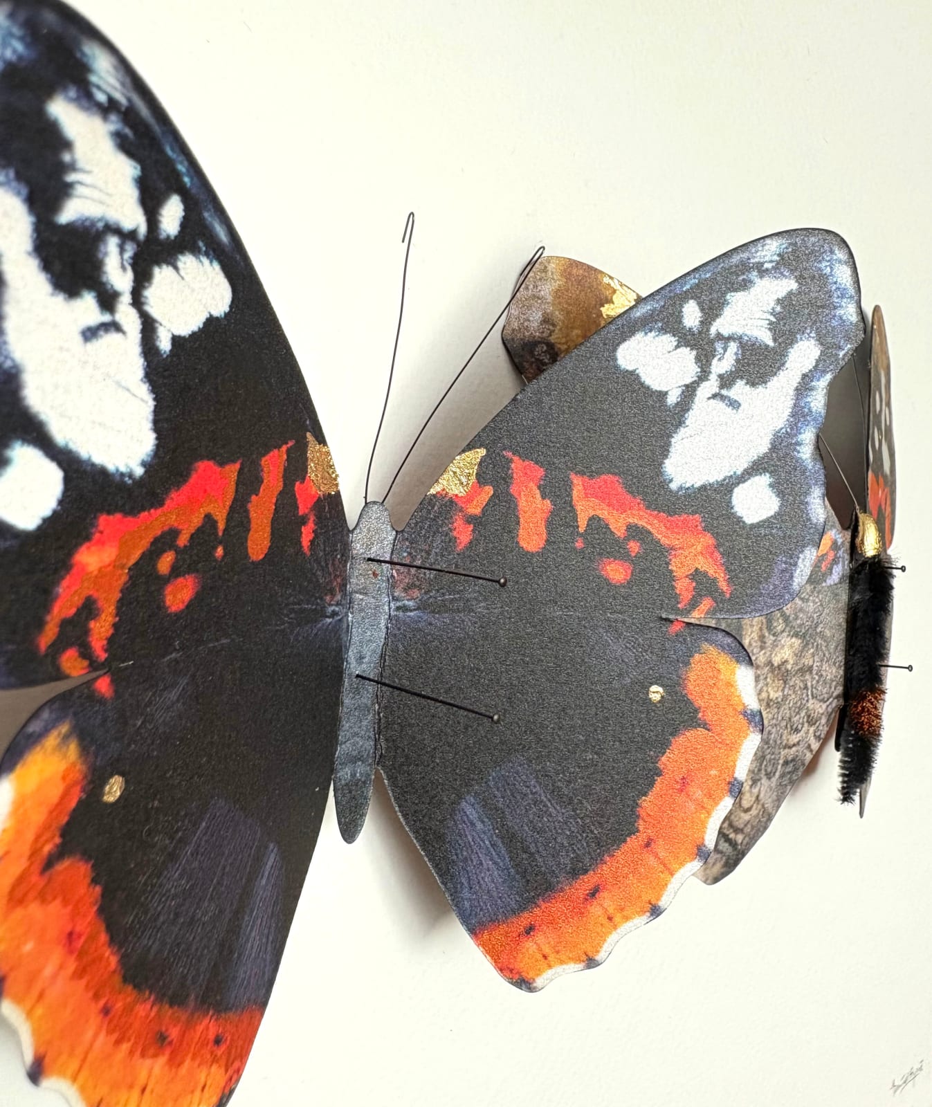 Daniel Byrne, Darwin's Galápogos (Vanessa Atalanta), 2025