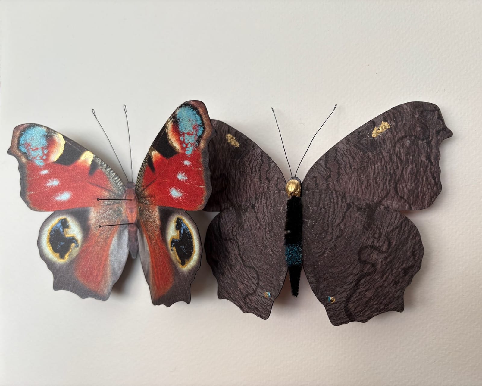 Daniel Byrne, Attenborough's Peacock (Aglais io), 2025