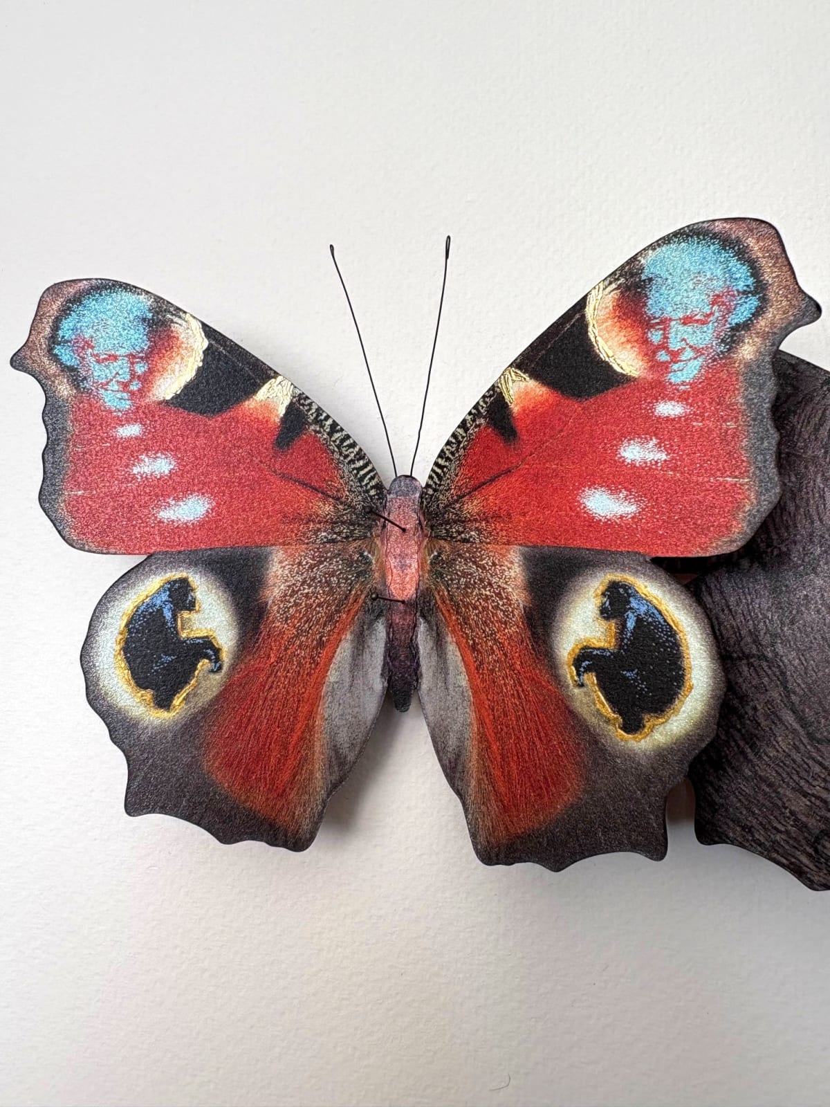 Daniel Byrne, Attenborough's Peacock (Aglais io), 2025
