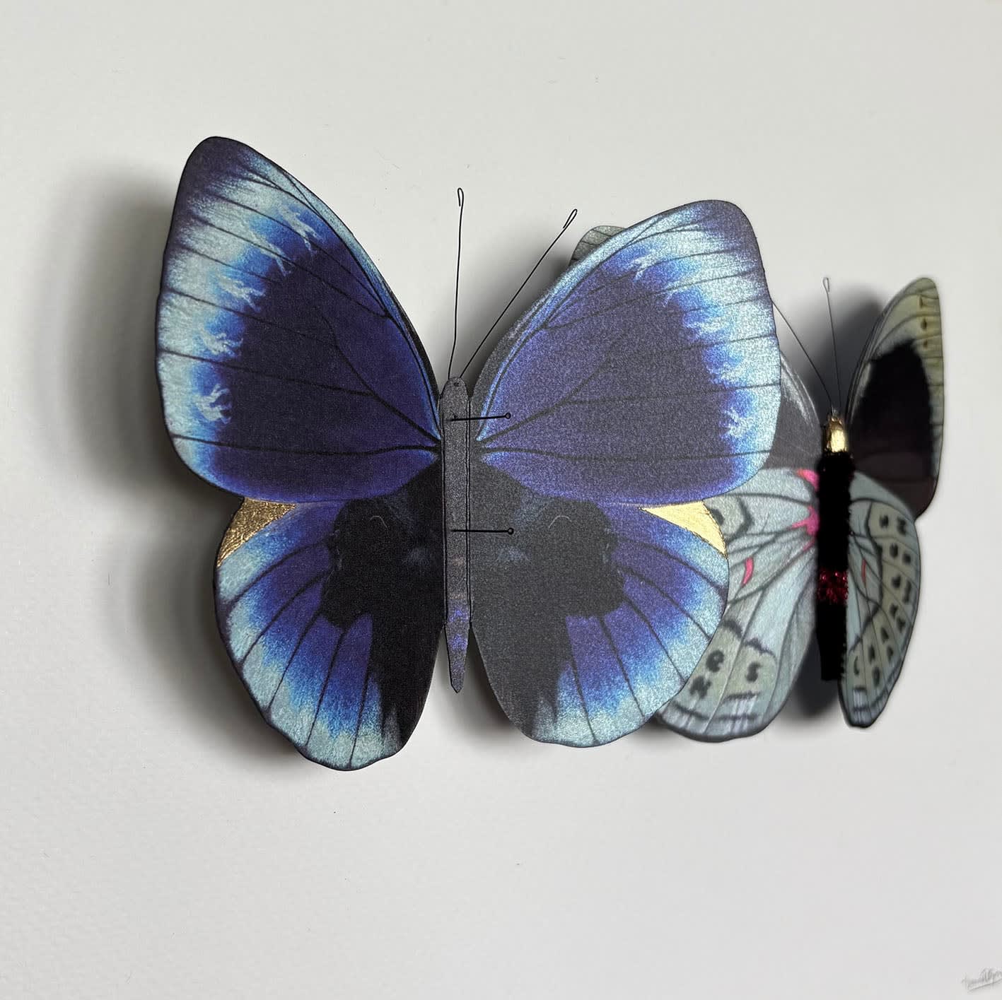 Daniel Byrne, Darwin Leprieur's Glory (Asterope leprieuri), 2025