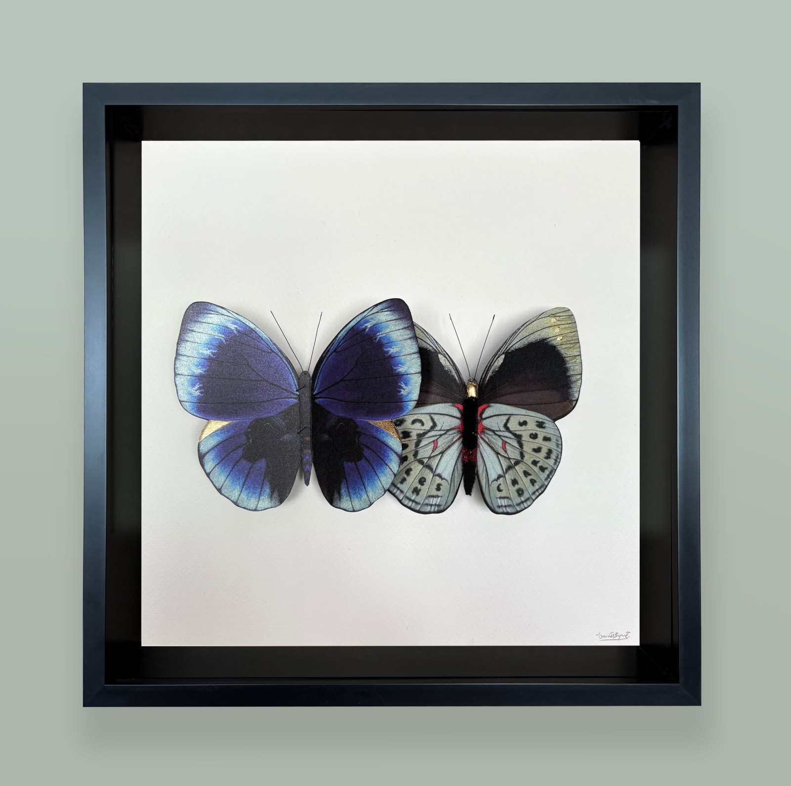 Daniel Byrne, Darwin Leprieur's Glory (Asterope leprieuri), 2025