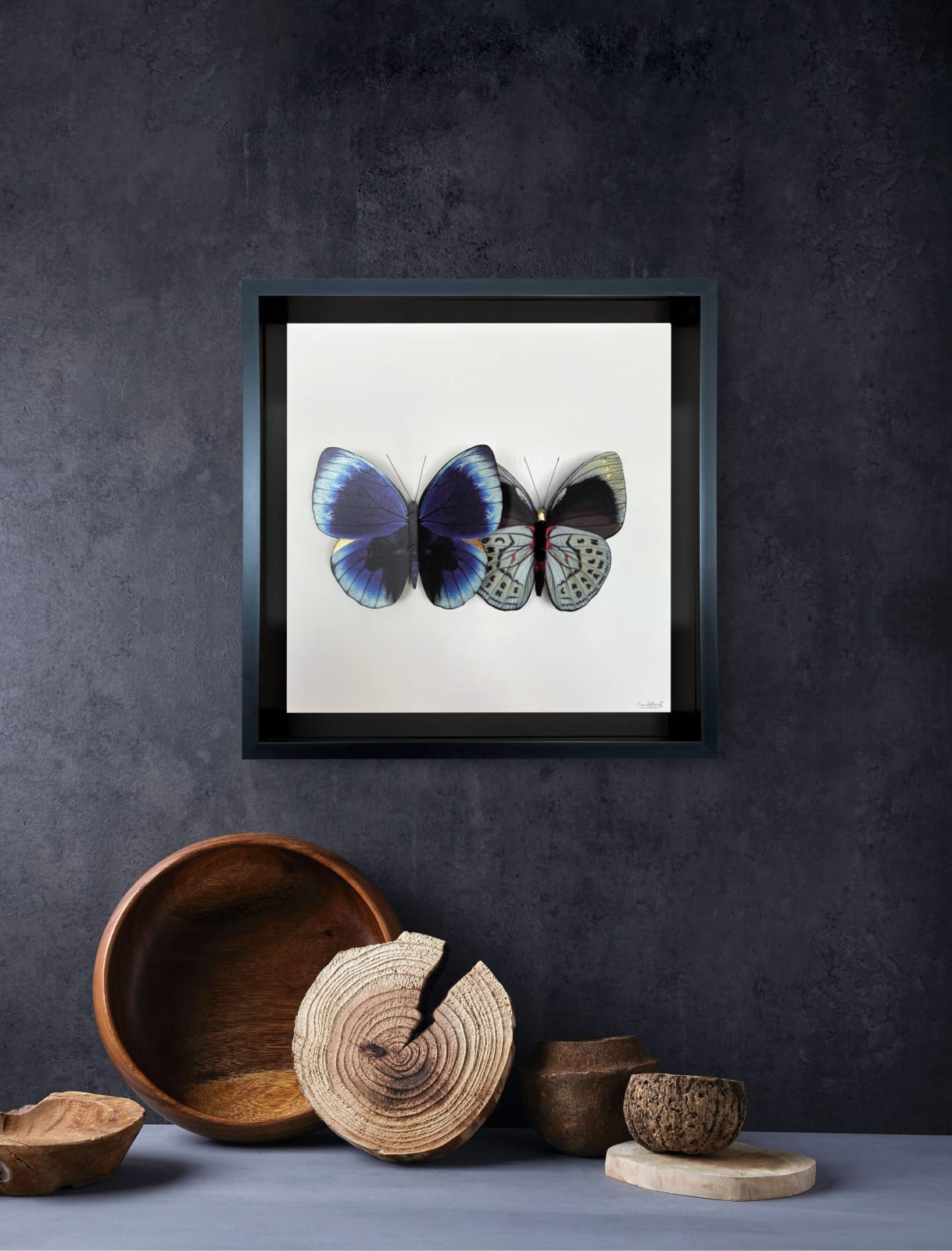 Daniel Byrne, Darwin Leprieur's Glory (Asterope leprieuri), 2025