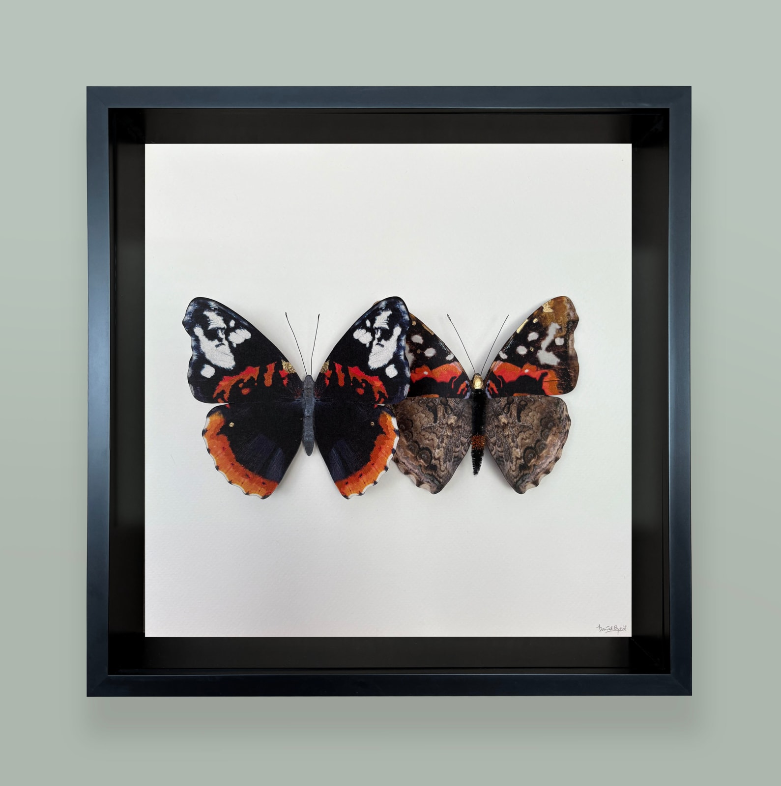 Daniel Byrne, Darwin's Galápogos (Vanessa Atalanta), 2025