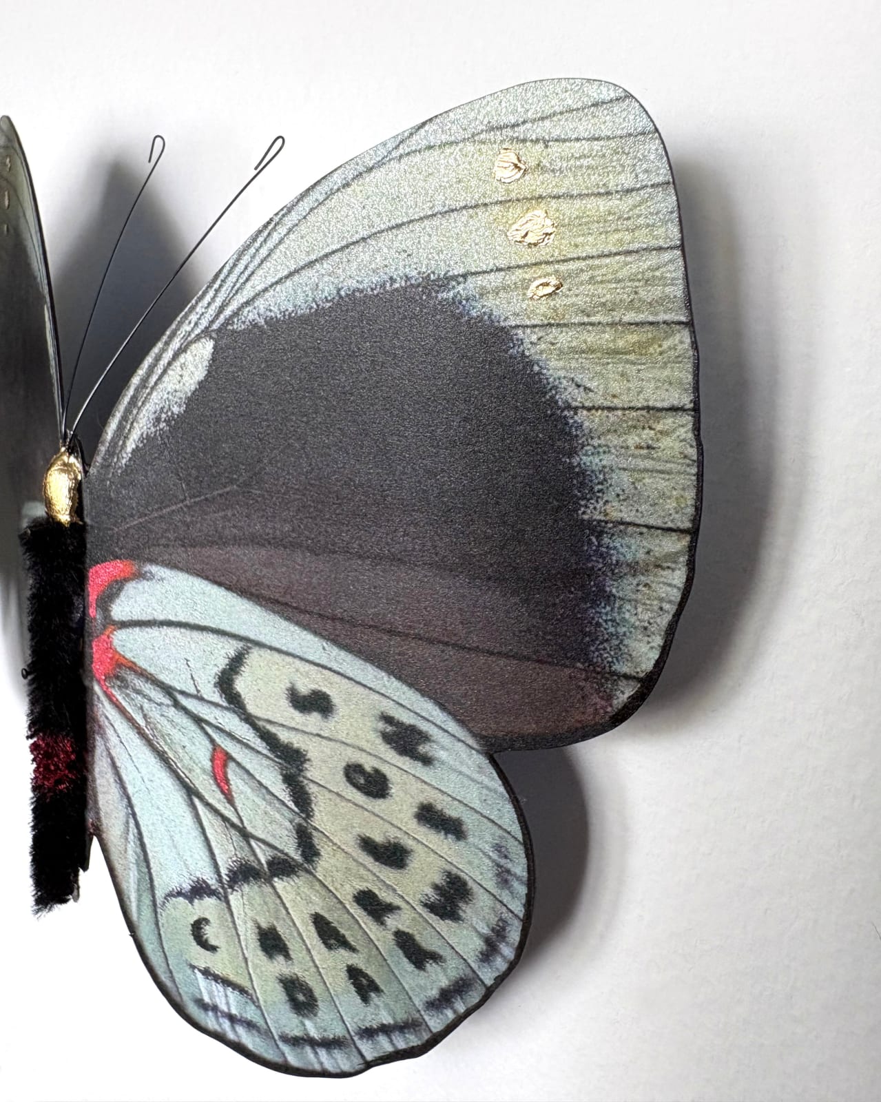 Daniel Byrne, Darwin Leprieur's Glory (Asterope leprieuri), 2025