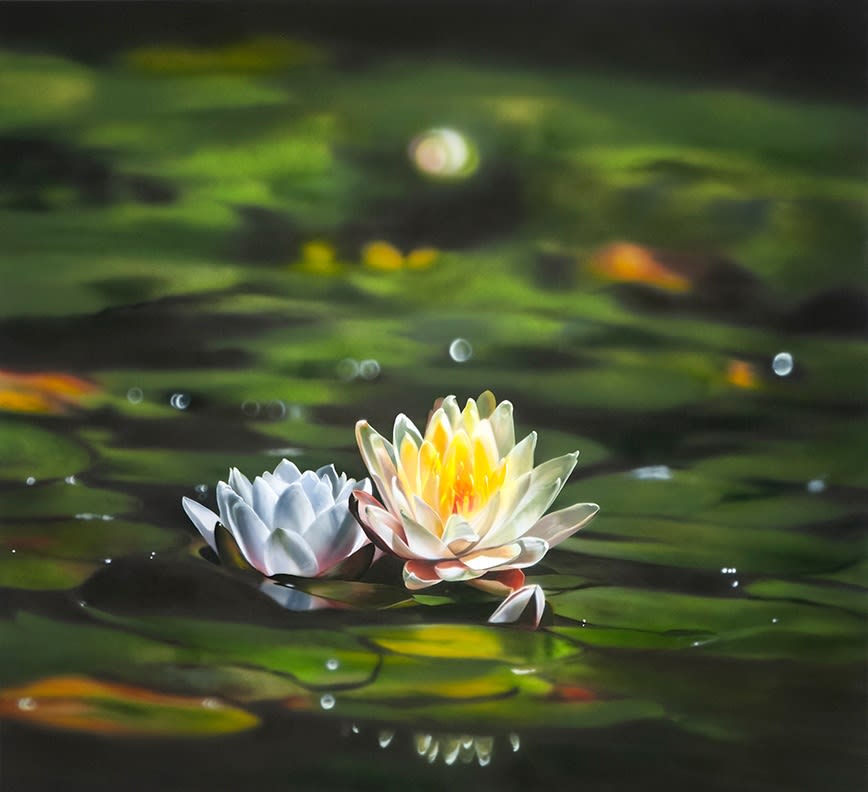 Ben Schonzeit, Water Lily
