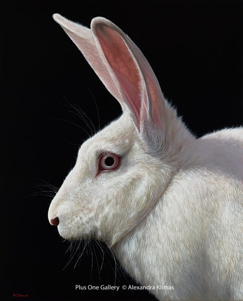Alexandra Klimas, Snowy the Rabbit I