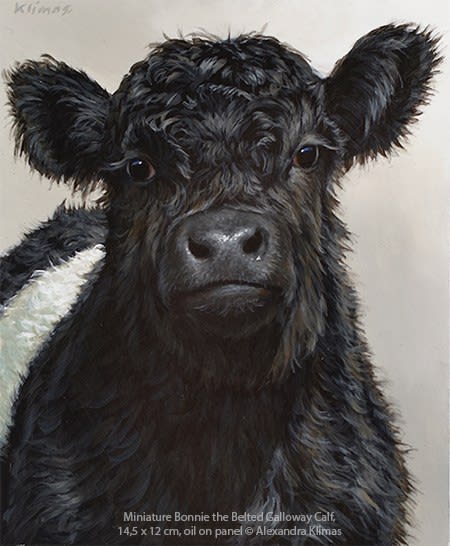 Alexandra Klimas, Miniature painting, Bonnie the Belted Galloway Calf