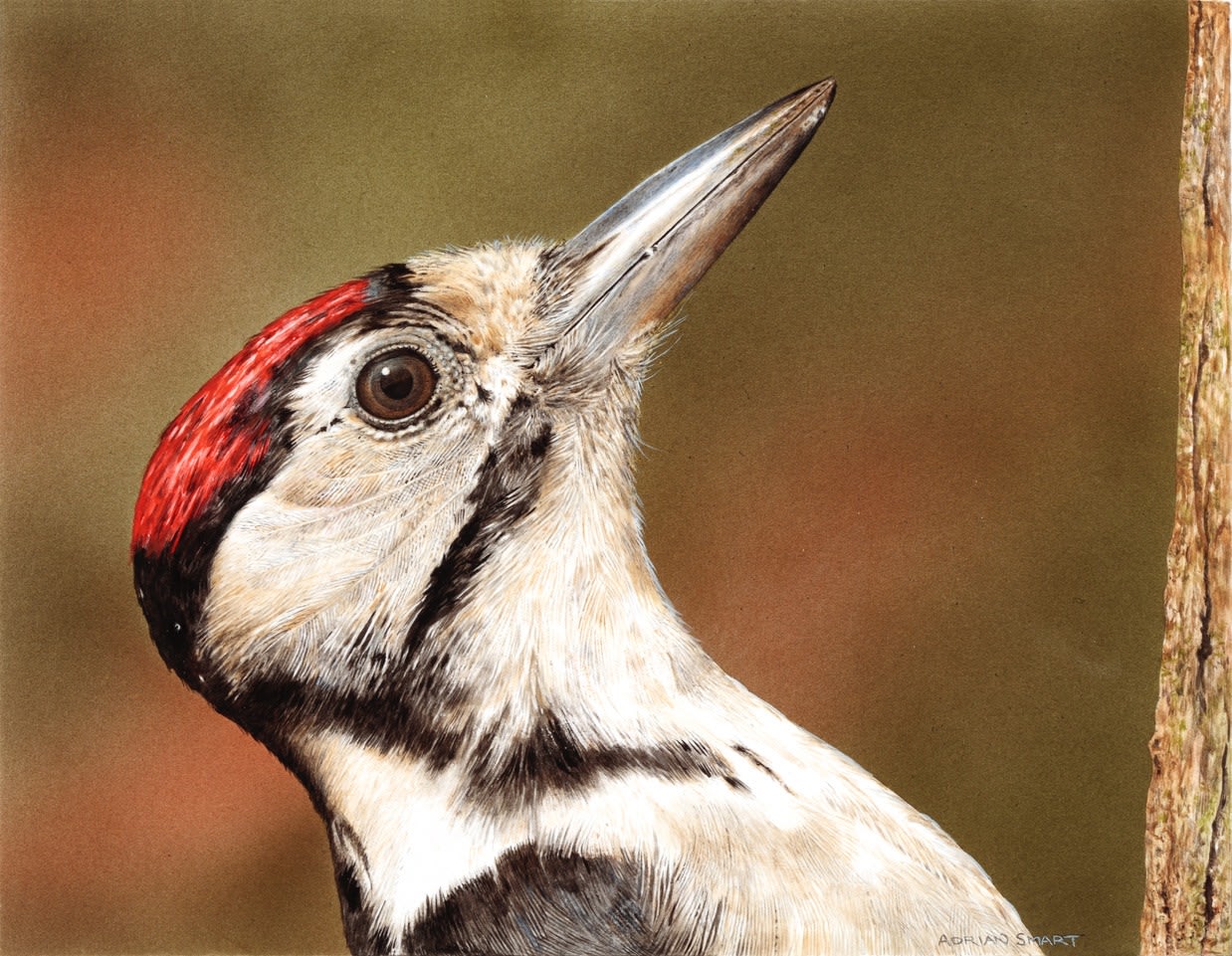 Adrian Smart, Great Spotted Woodpecker