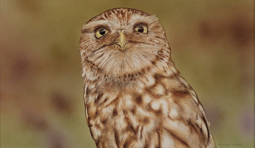 Adrian Smart, Owl