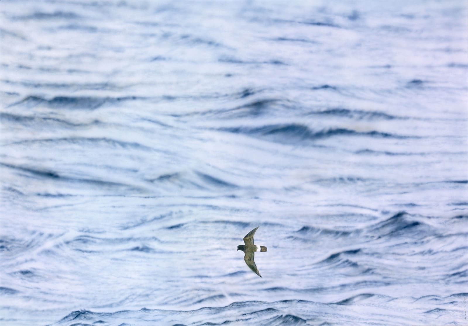 Adrian Smart, Petrel 2012