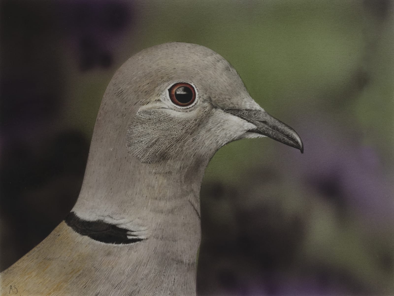Adrian Smart, Collared Dove