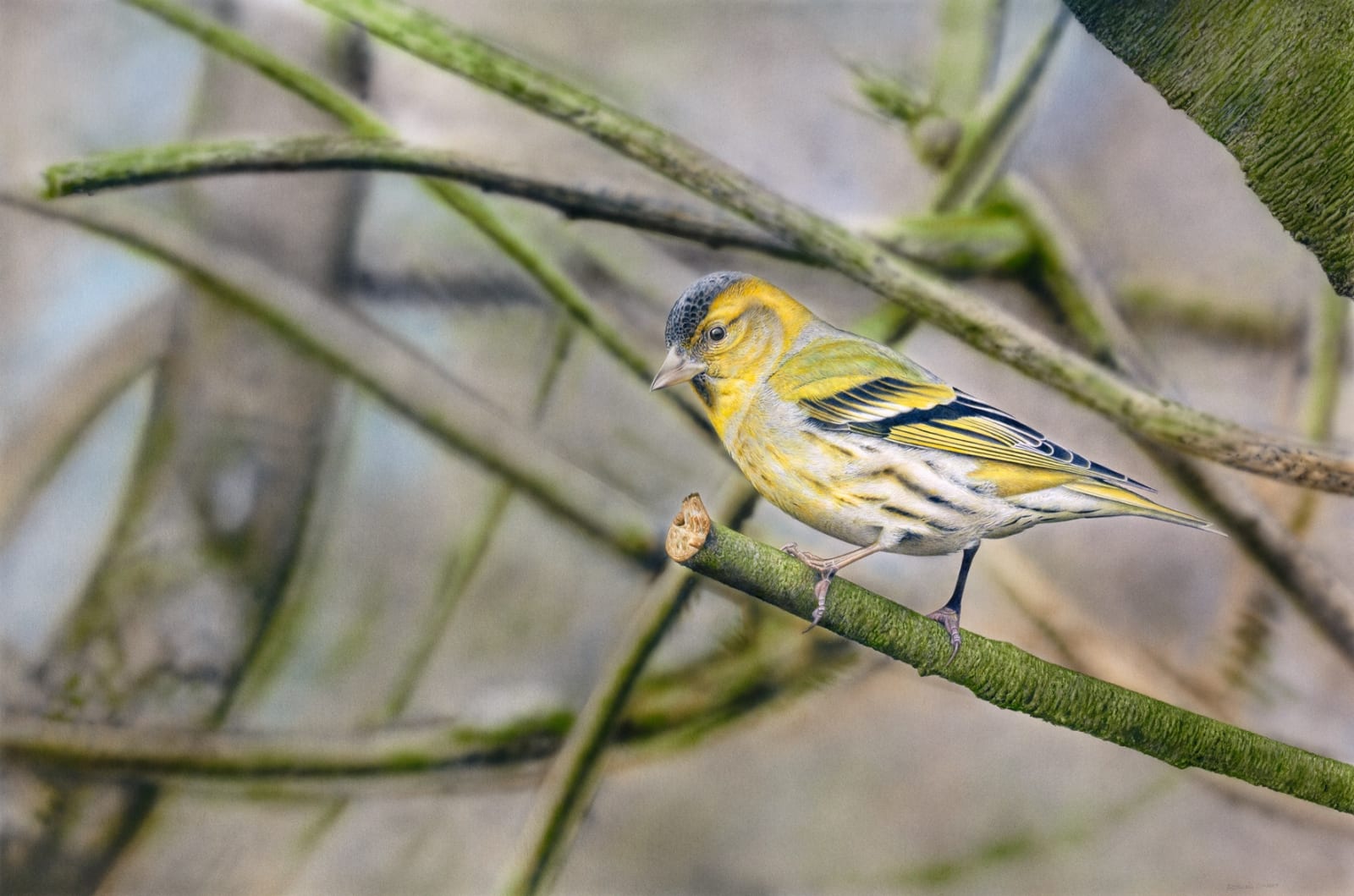 Adrian Smart, Siskin 2012