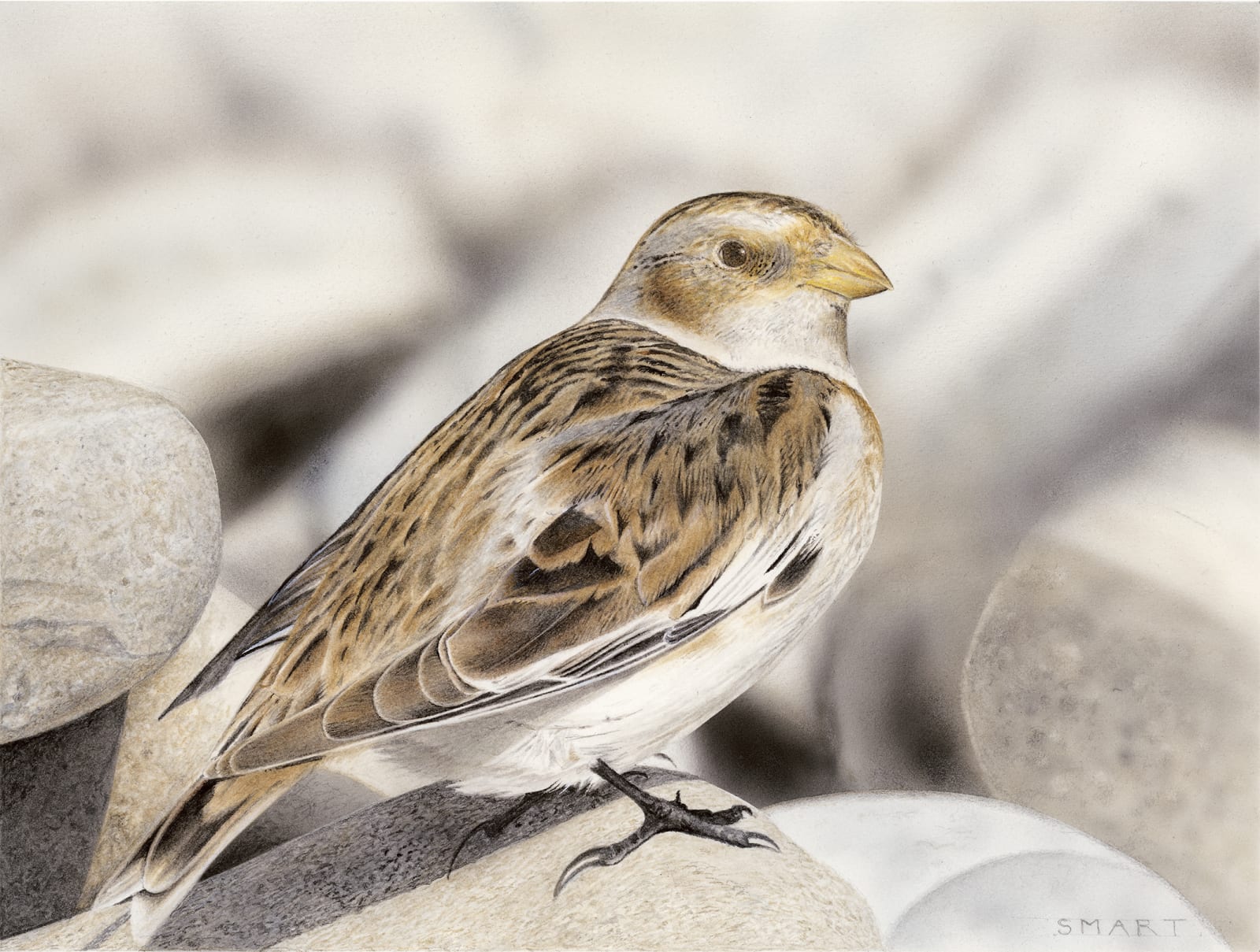 Adrian Smart, Snow Bunting