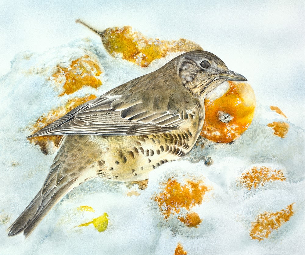 Adrian Smart, Mistle Trush in Snow, 2014