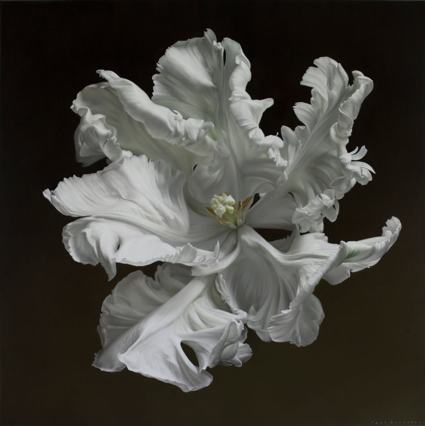Igor Levashov, White Parrot XVI