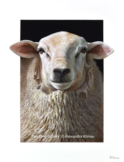 Alexandra Klimas, Eliza the Sheep