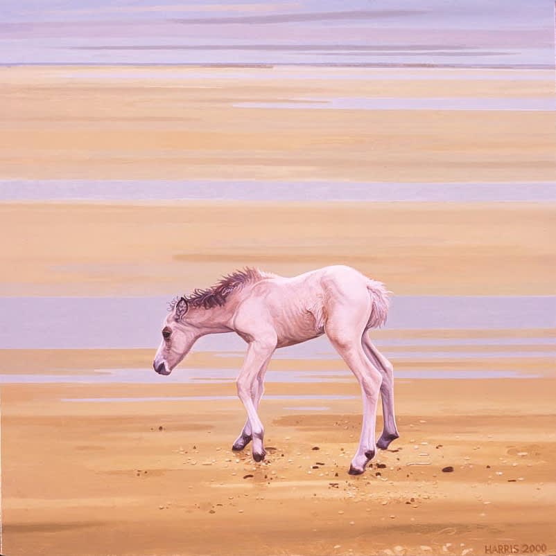 Philip Harris, Foal 1, 2001