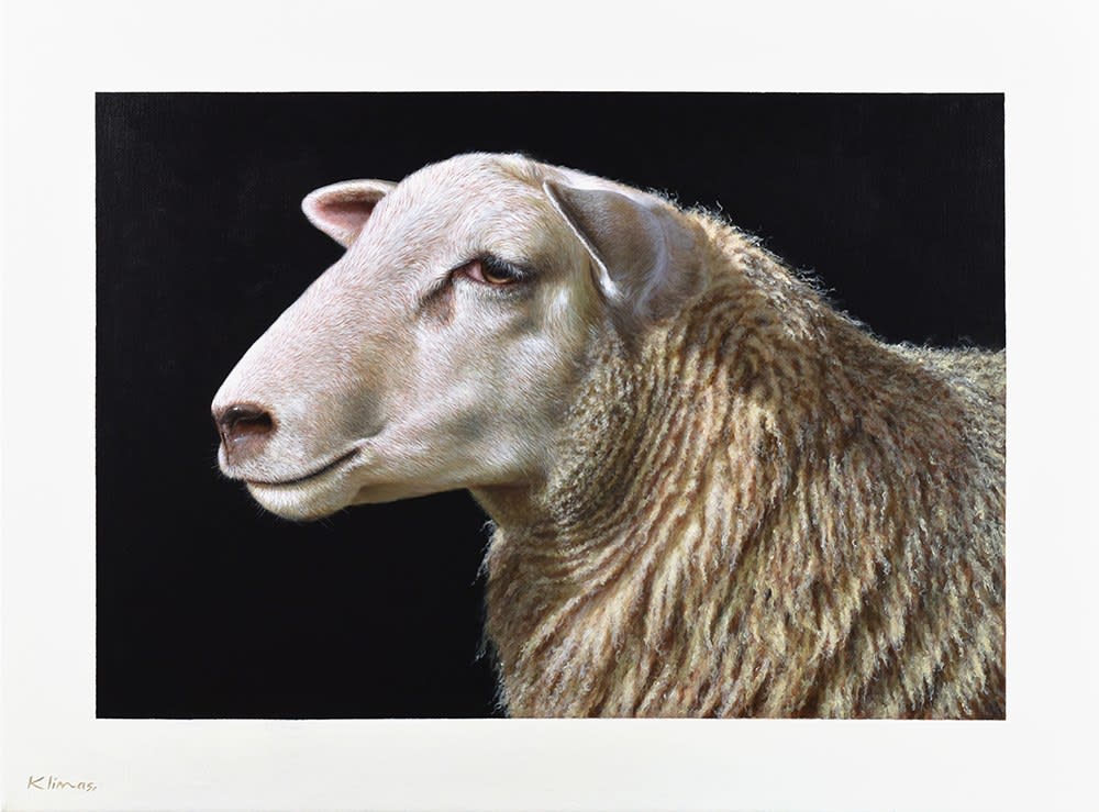 Alexandra Klimas, Lotte I the Sheep