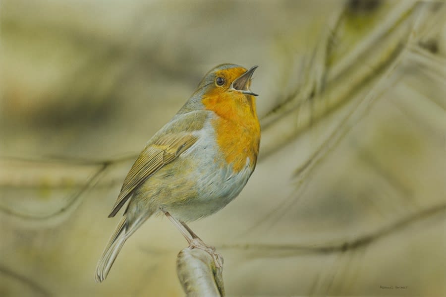 Adrian Smart, Singing Robin, 2016
