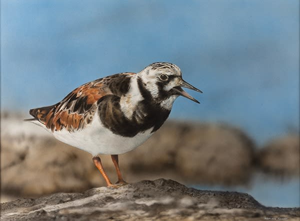 Adrian Smart, Turnstone