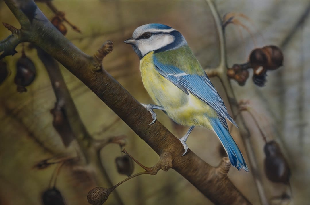 Adrian Smart, Blue Tit II