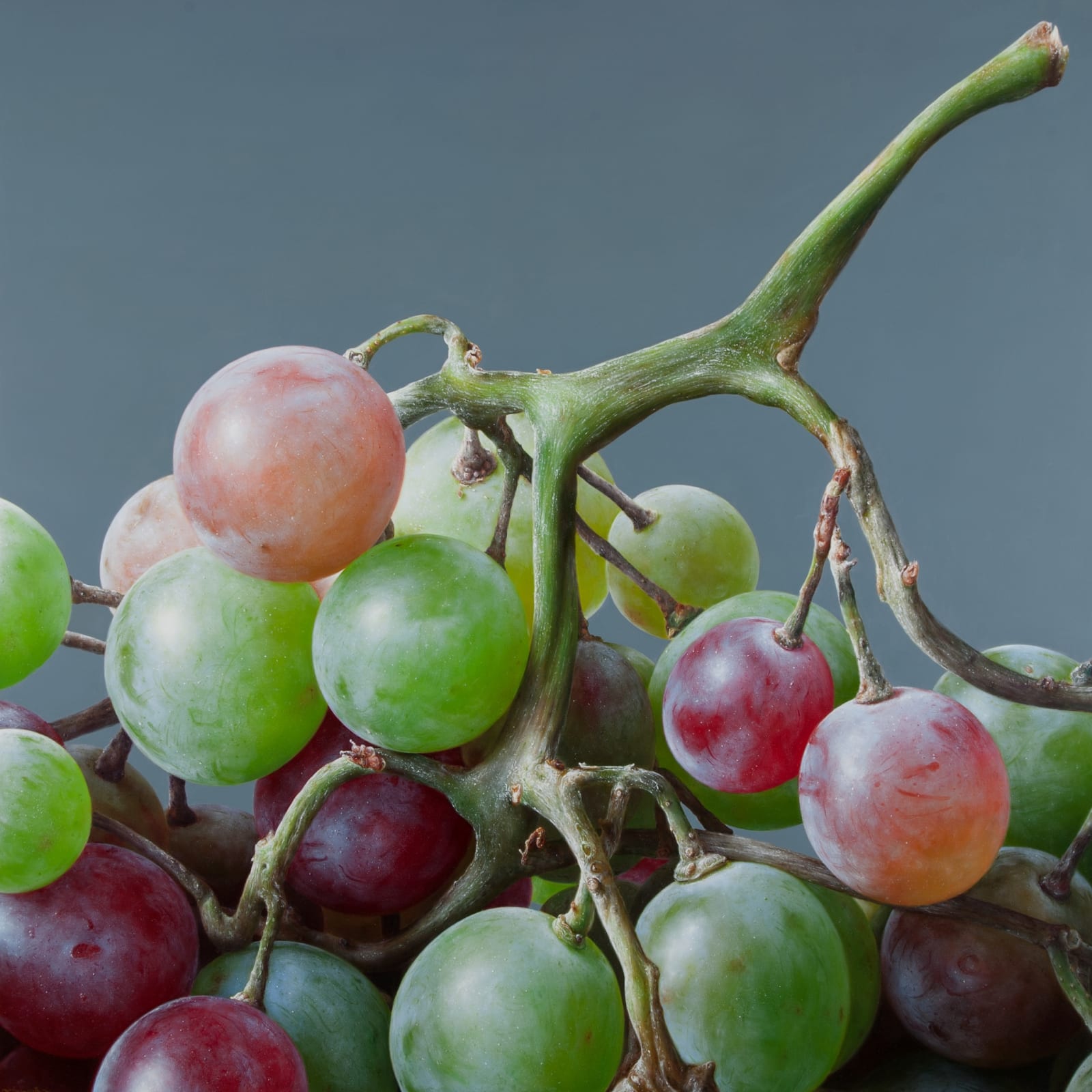 Antonio Castello, Grapes IV