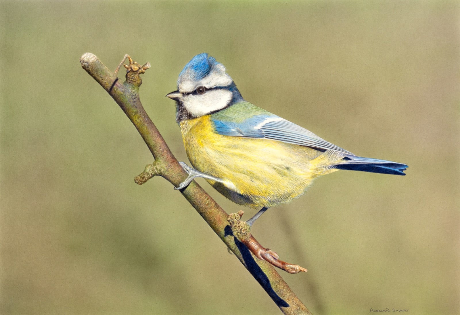 Adrian Smart, Bluetit 2012