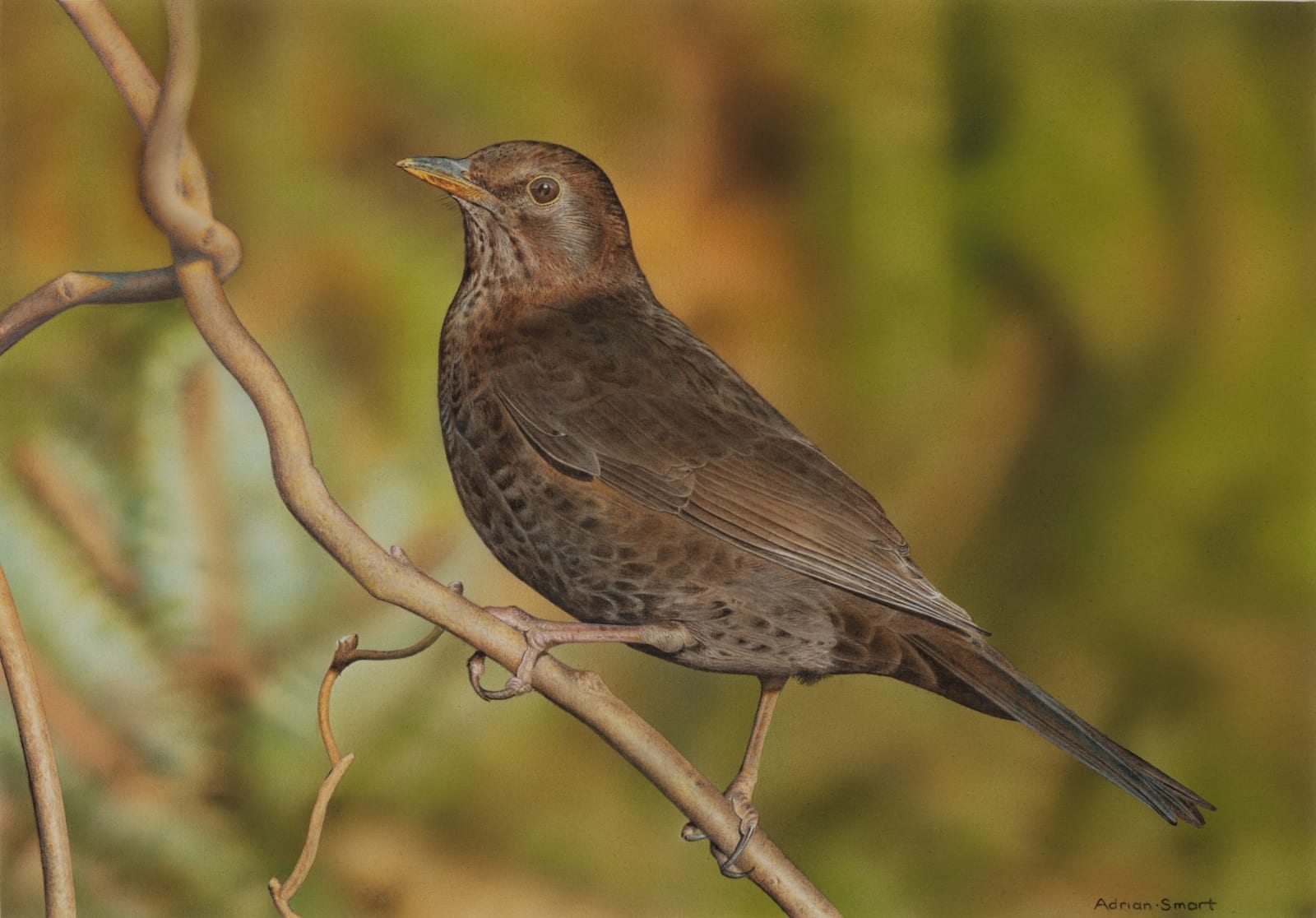 Adrian Smart, Blackbird, 2023