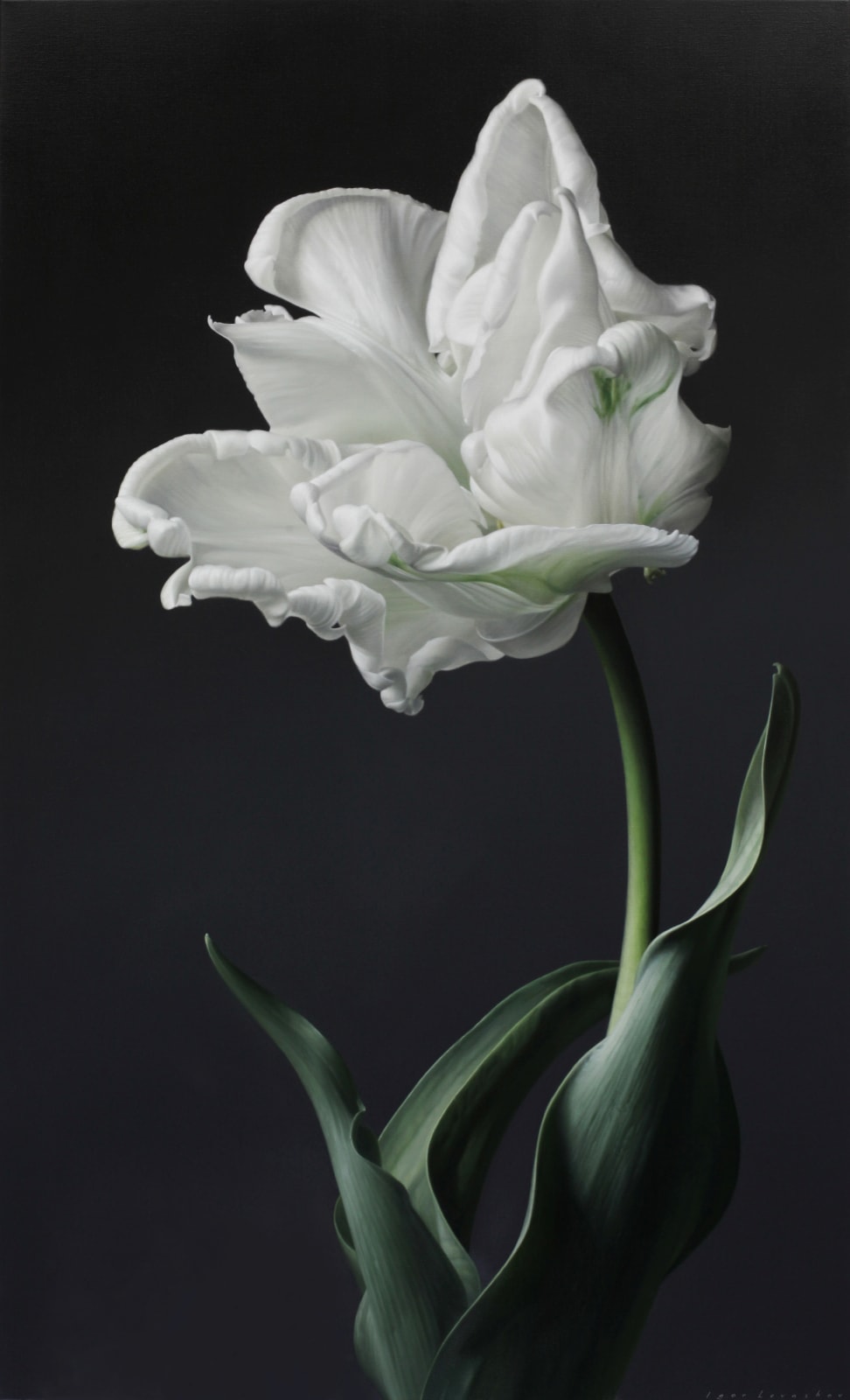 Igor Levashov, White Parrot Tulip